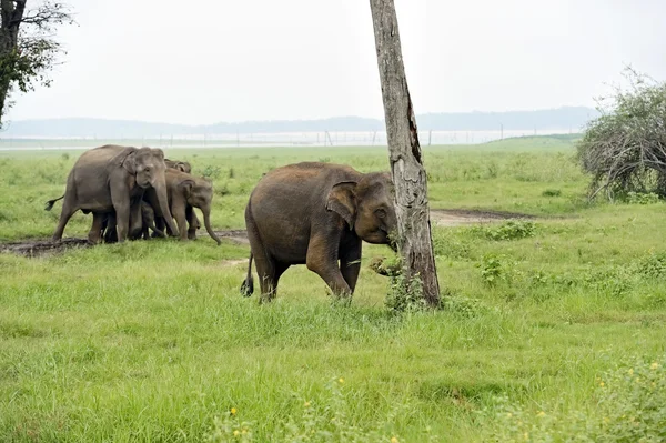 Ελέφαντας στη Σρι Λάνκα — Φωτογραφία Αρχείου