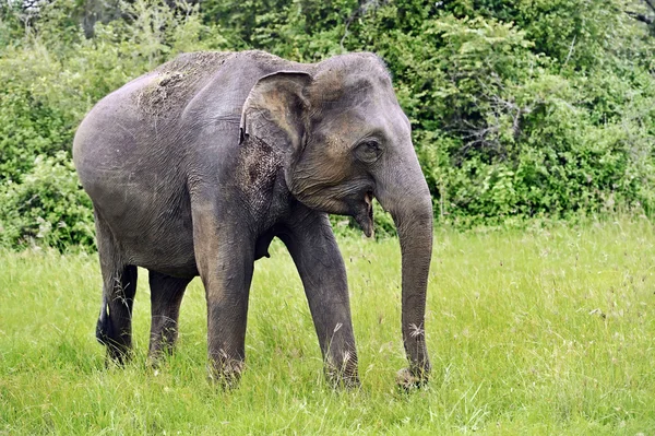 Elefante in Sri Lanka — Foto Stock