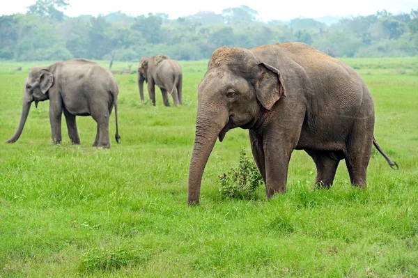 Éléphant en Sri Lanka — Photo