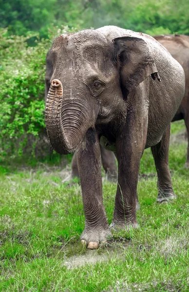 Elefante in Sri Lanka — Foto Stock