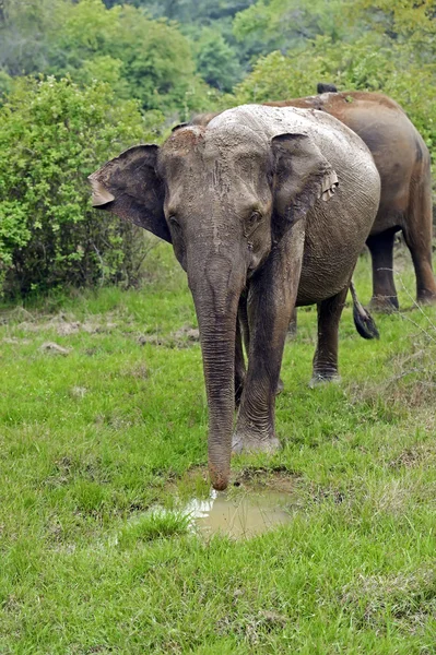 Elefante en Sri Lanka — Foto de Stock