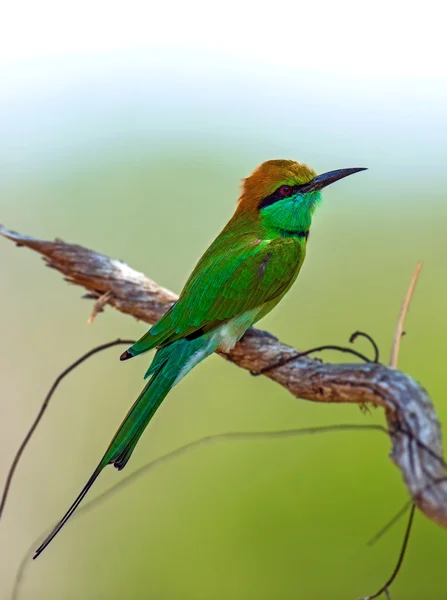 Bee-eater in the wild on the island of Sri Lanka — Stock Photo, Image