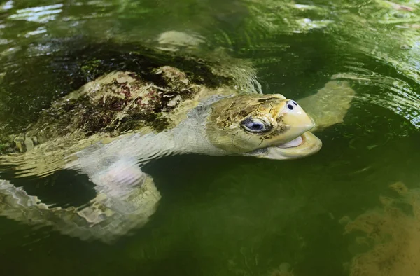 Tortuga marina en el agua —  Fotos de Stock