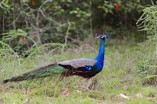 Sri Lanka'da peacock — Stok fotoğraf