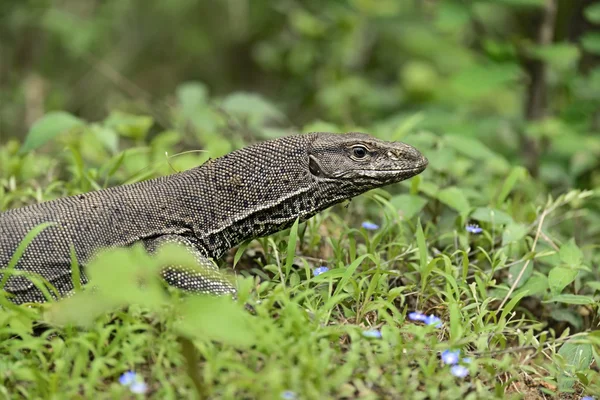 İguana Sri Lanka — Stok fotoğraf