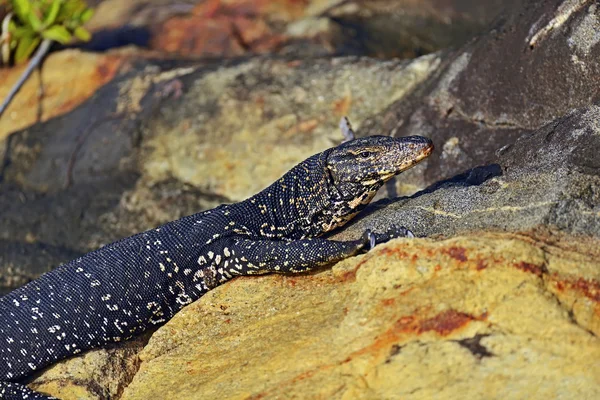 Varan au Sri Lanka — Photo