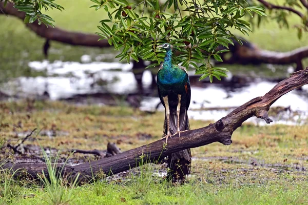 Peacock in Sri Lanka — Stock Photo, Image