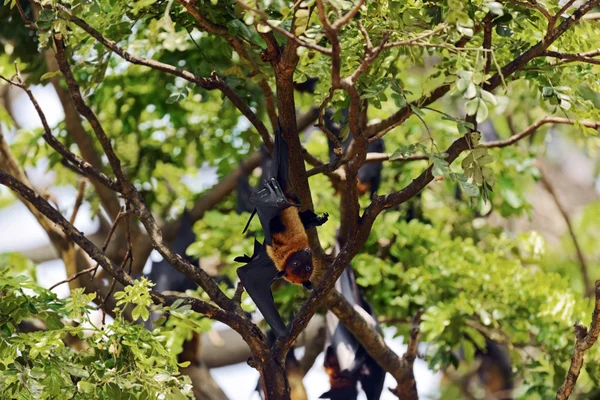 Raposas voadoras na natureza — Fotografia de Stock