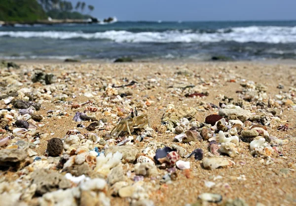 Crab in Sri Lanka — Stock Photo, Image