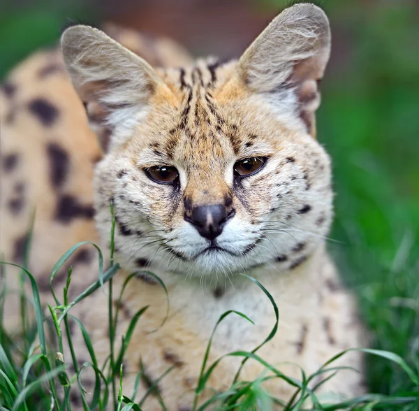 Parco Serval Tsavo — Foto Stock