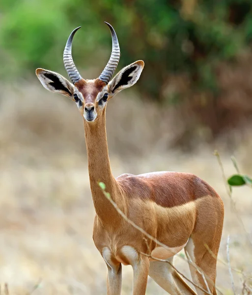 Gerenuk Африканський Газель — стокове фото