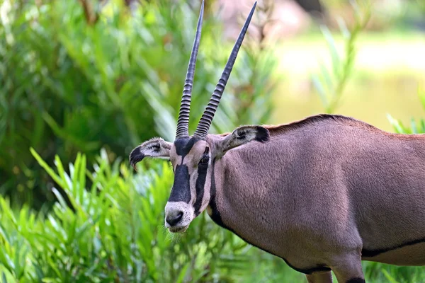 La avutarda en la sabana africana —  Fotos de Stock