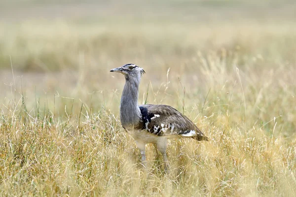 Bustard na savana africana — Fotografia de Stock