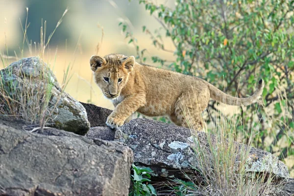狮子马赛马拉 — 图库照片