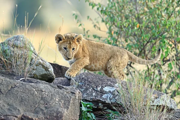 Leão masai mara — Fotografia de Stock