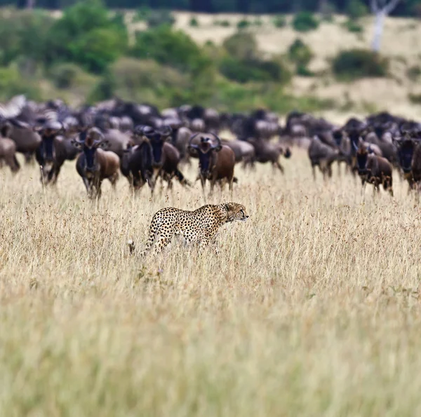 Masai mara çitalar — Stok fotoğraf