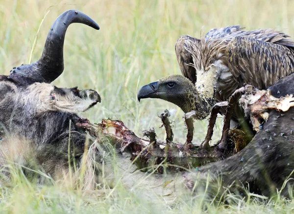 ハゲタカが獲物に餌 — ストック写真