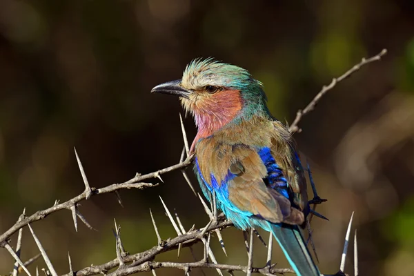 Kingfisher in the African savannah — Stock Photo, Image