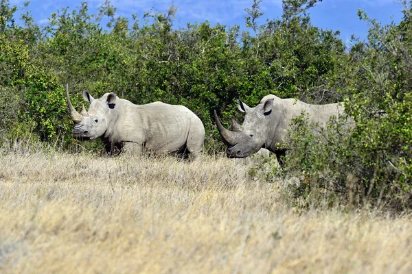 Breitmaulnashorn in Kenia — Stockfoto