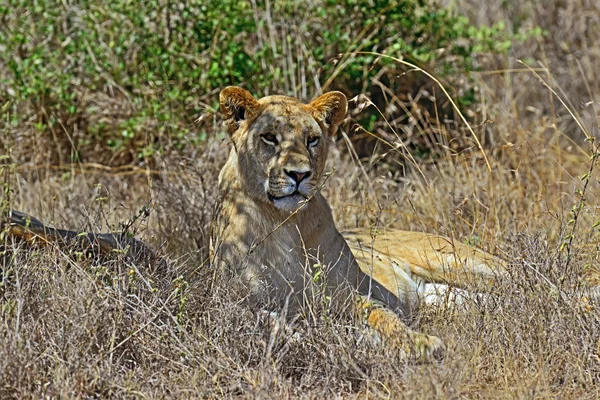 Portrait de jeune lion — Photo