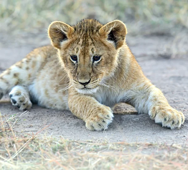 Portrét lvího mláděte — Stock fotografie