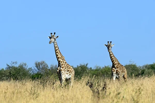 Giraffe in de Afrikaanse savanne — Stockfoto