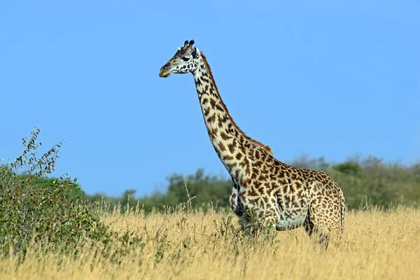 Girafa na savana africana — Fotografia de Stock