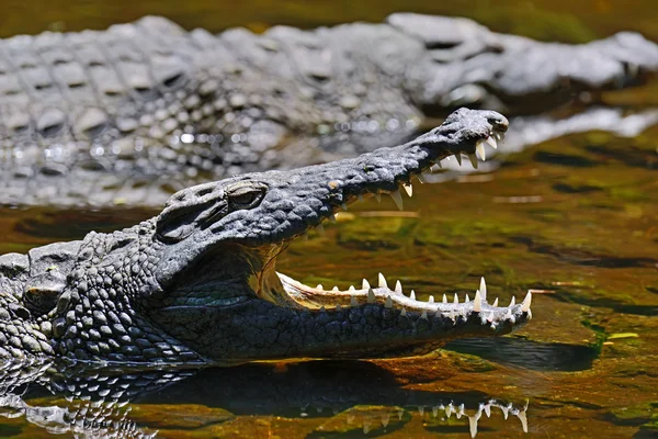 Krokodillen Masai Mara — Stockfoto