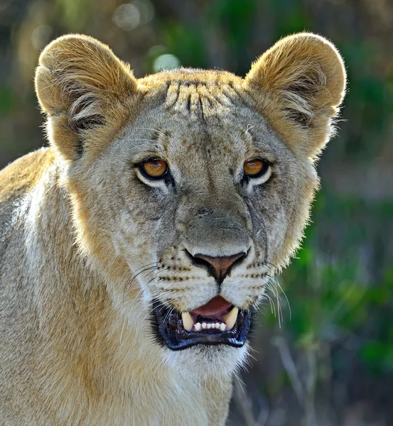 Retrato de león joven —  Fotos de Stock