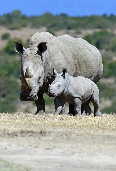 White rhino in the park Solio — Stock Photo, Image