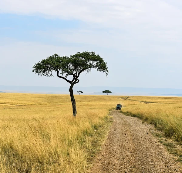 Árbol en sabana — Foto de Stock