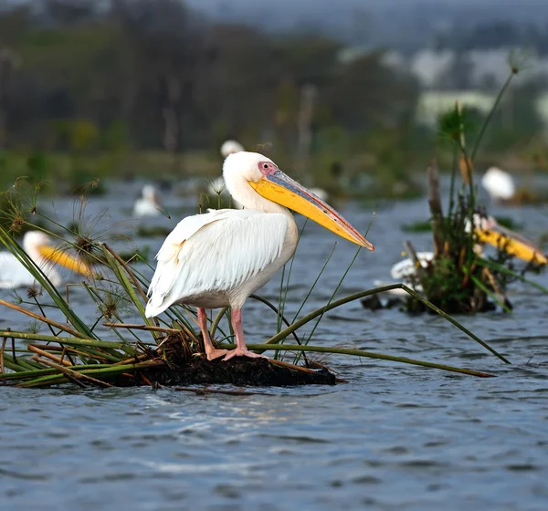 Voador pelicano maior — Fotografia de Stock