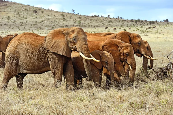 Африканские слоны в саванне — стоковое фото