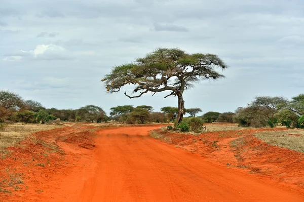 Árbol en la sabana de Tsavo —  Fotos de Stock