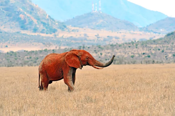 Éléphants d'Afrique dans la savane — Photo