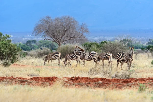 Zebra na Masai Mara — Fotografia de Stock