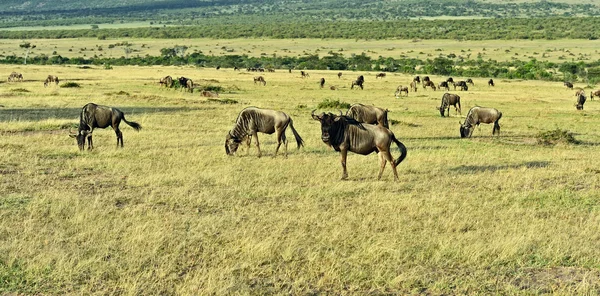 Gnuer i savannen — Stockfoto