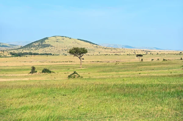 Träd i savannen Masai Mara — Stockfoto