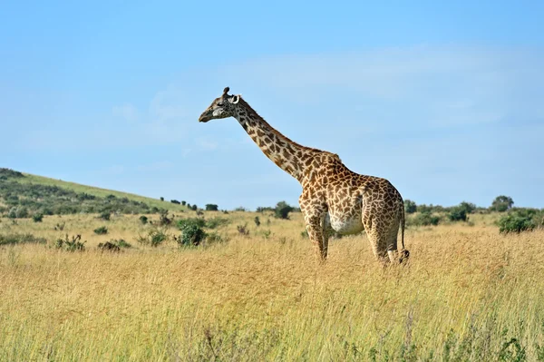 Girafa na savana africana — Fotografia de Stock