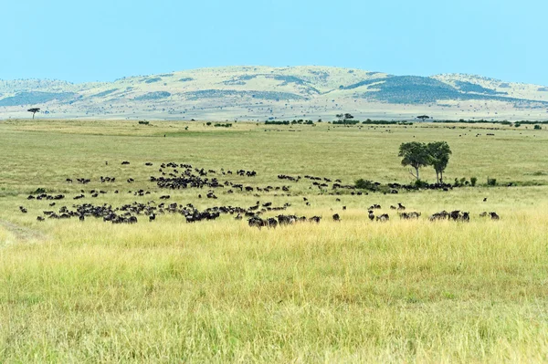 Gnuer i masai mara — Stockfoto