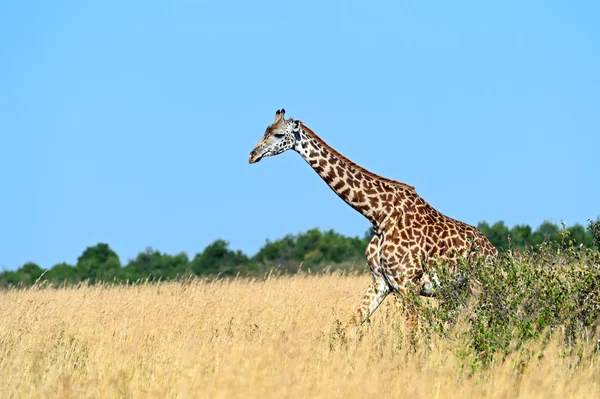 Girafa na savana africana — Fotografia de Stock