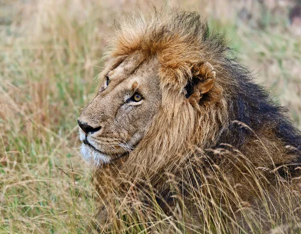 Portrait of young Lion — Stock Photo, Image