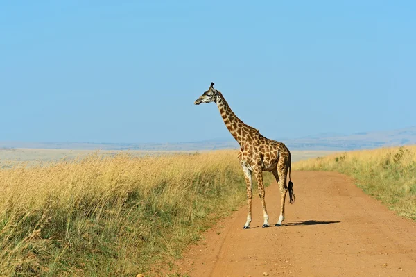 Giraffe in de Afrikaanse savanne — Stockfoto