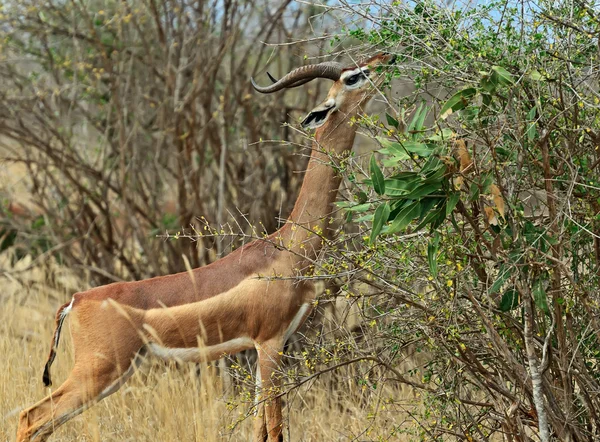 Afrikansk gasell gerenuk — Stockfoto