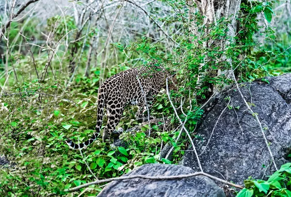 Leoparden i Sri Lanka — Stockfoto