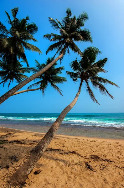 Praias em Sri Lanka — Fotografia de Stock