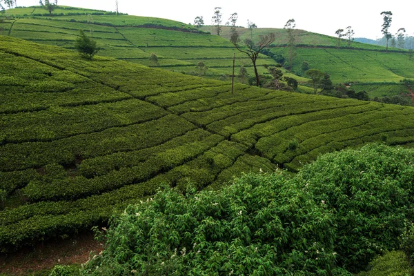 Sri Lanka 'daki çay tarlaları — Stok fotoğraf