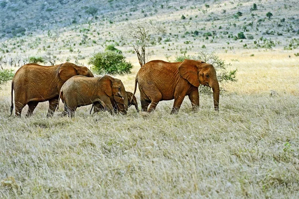 Afričtí sloni v Tsavo — Stock fotografie