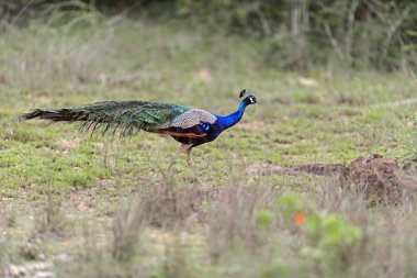 güzel tavuskuşu portresi