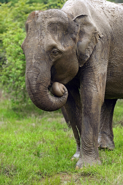 Elephant in Sri Lanka